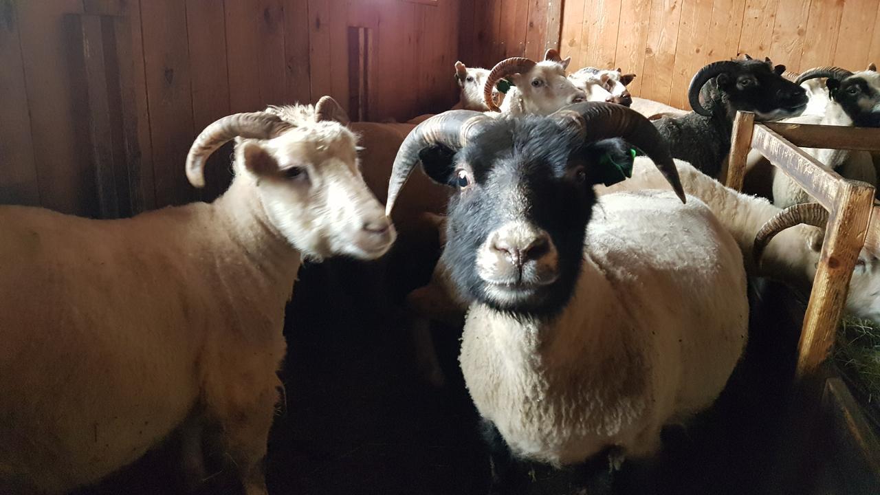 Klara'S Farm Holidays ヘトラ エクステリア 写真