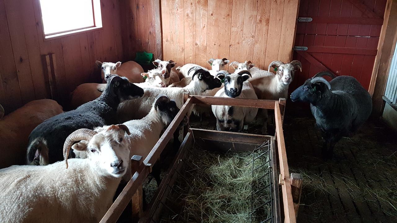 Klara'S Farm Holidays ヘトラ エクステリア 写真