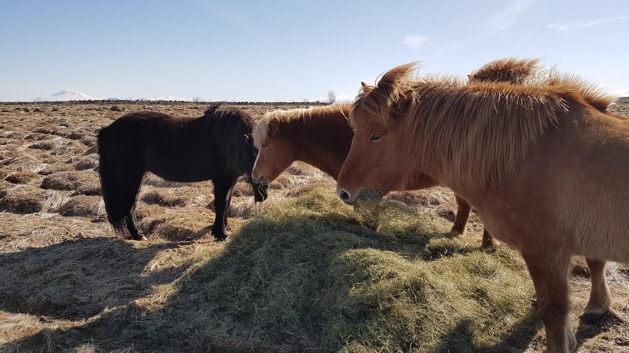 Klara'S Farm Holidays ヘトラ エクステリア 写真