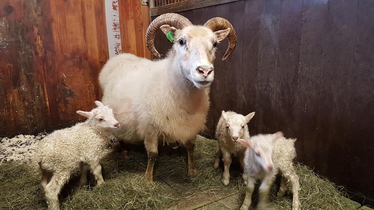 Klara'S Farm Holidays ヘトラ エクステリア 写真